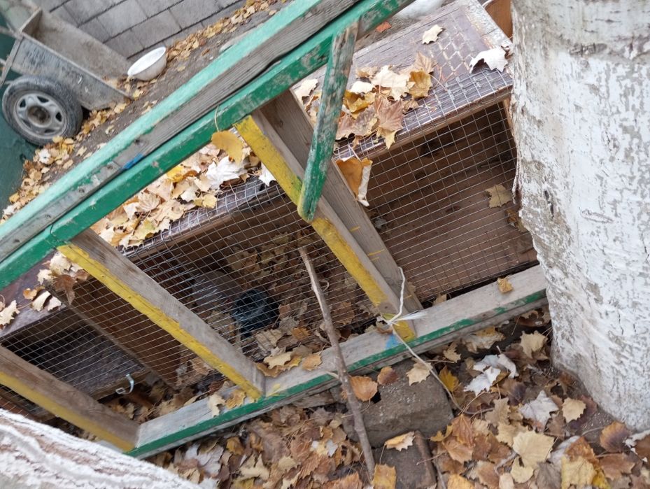 Валер из сундука продается срочно