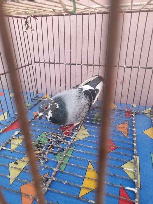 Porumbei voiajori/galateni/satineti