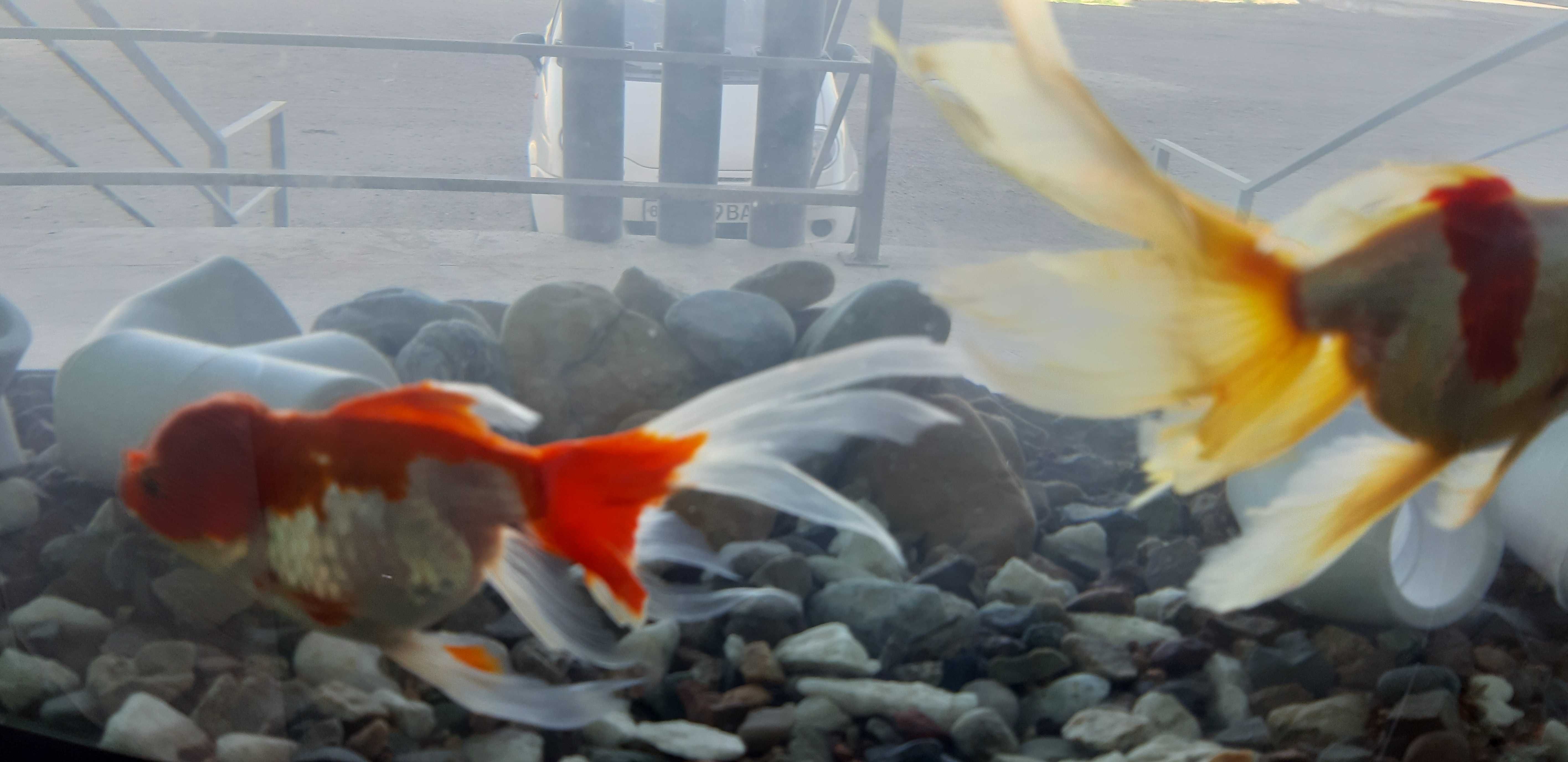Коя рыбы и золотые пара в бассейн в аквариум в ресторан,Гостин,Салон