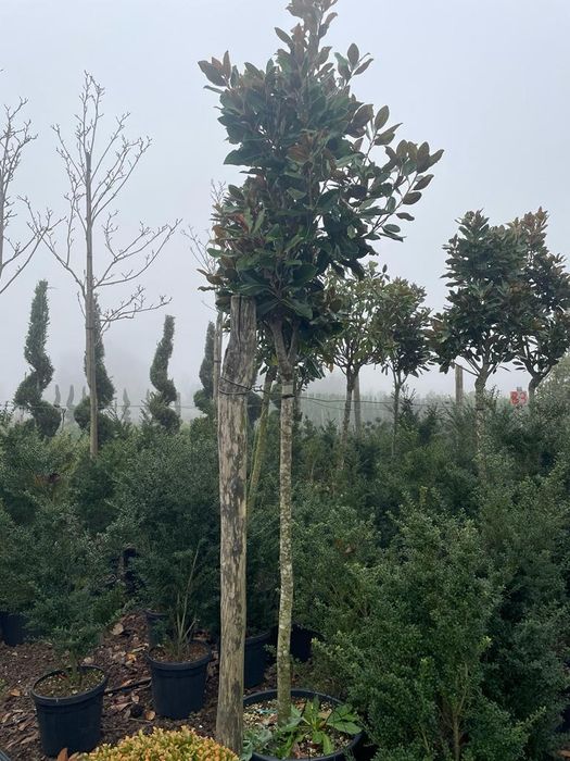 Camelia Japonica,cedru, leylandi