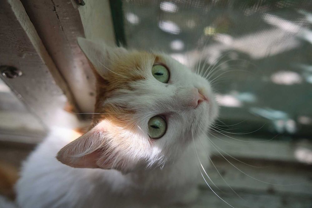 Ласковая стерилизованная кошечка