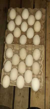 Продам инкубационный  гусины яица