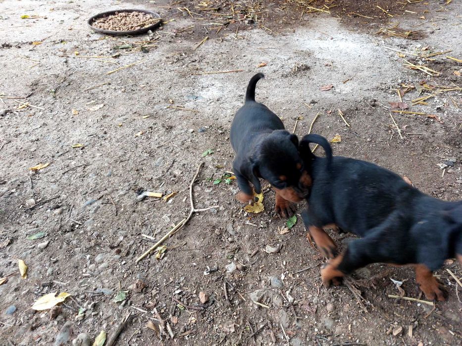 Продавам чистокръвни Лудогорски гончета.
