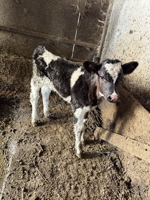 Vand doua vitele si un tauras