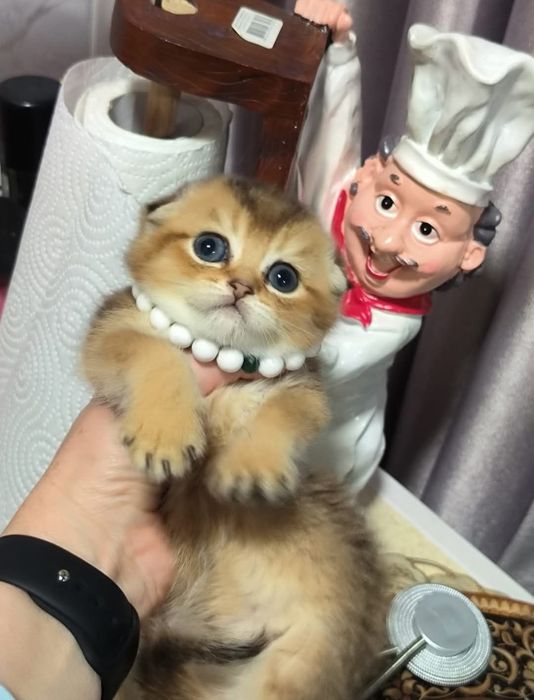 Котята от правильной вязки