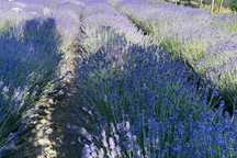 Buchete de lavanda si lavanda verde vrac