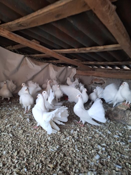 Porumbei voltati albi