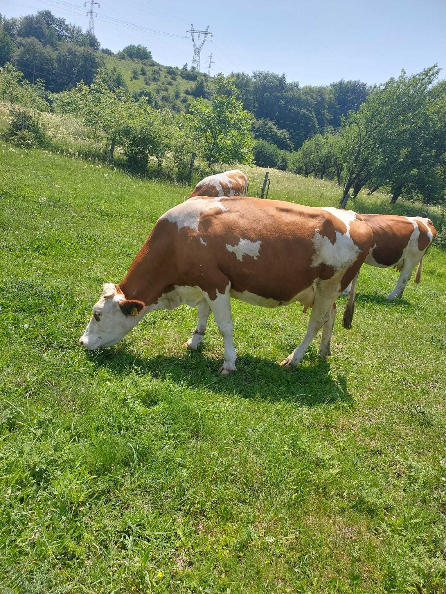 Baltata Romaneasca