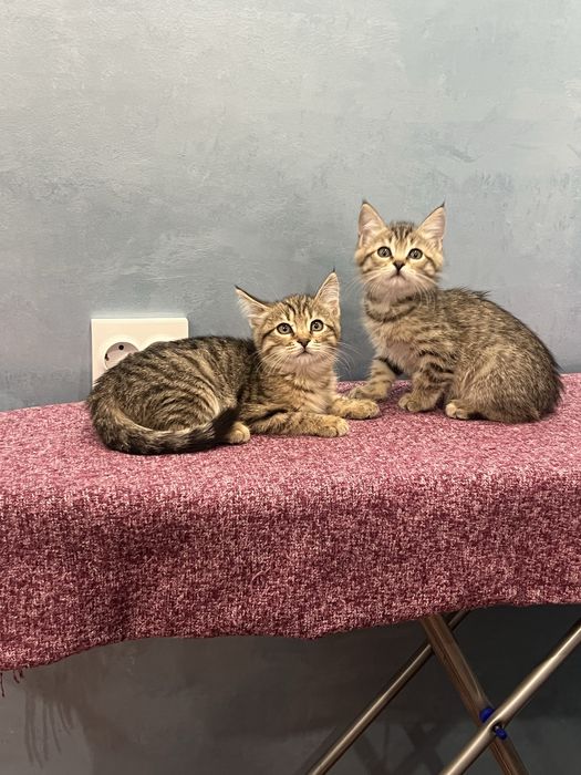 Отдам котят в добрые и хорошие руки. Очень срочно