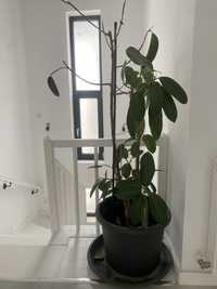 ficus interior 1.65