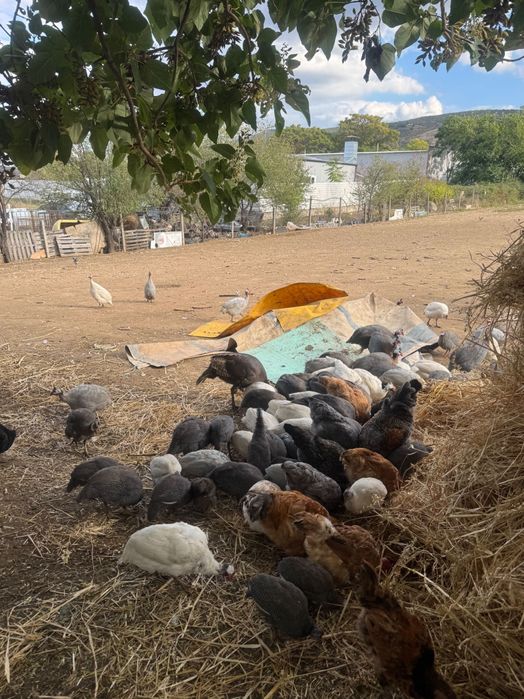 Продавам млади токачки