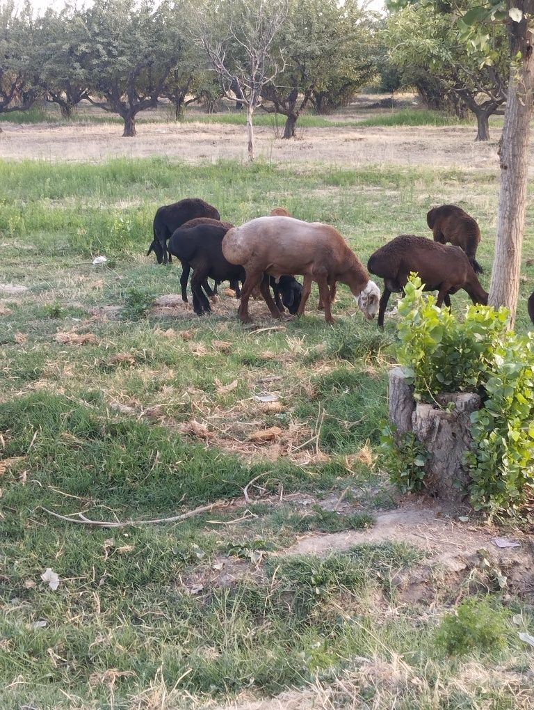 Zotor qoʻchqor sotiladi