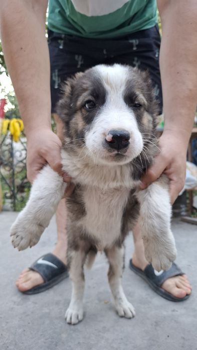 Алабай 2 мальчика