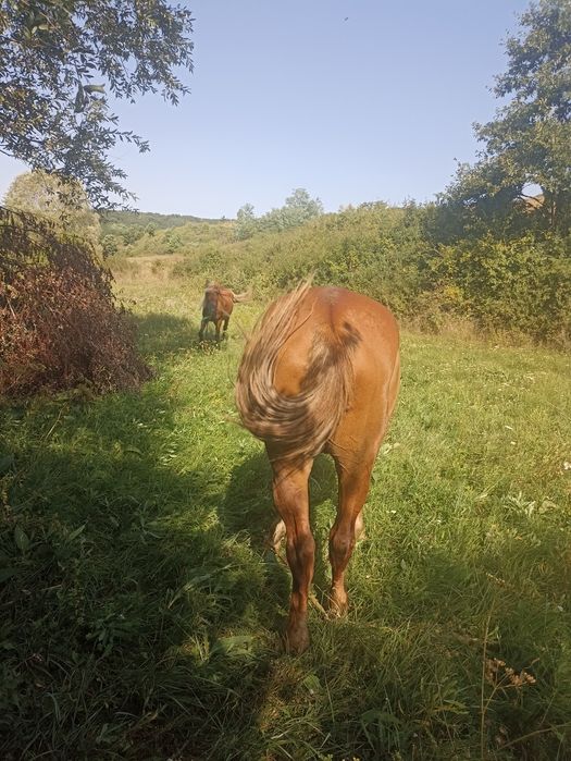 Vând 2 cai de căruță