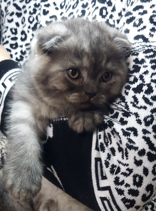 Шотландские котята !