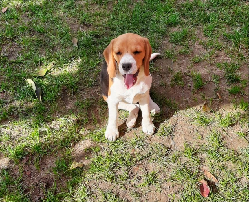 Beagle femelă 5 luni