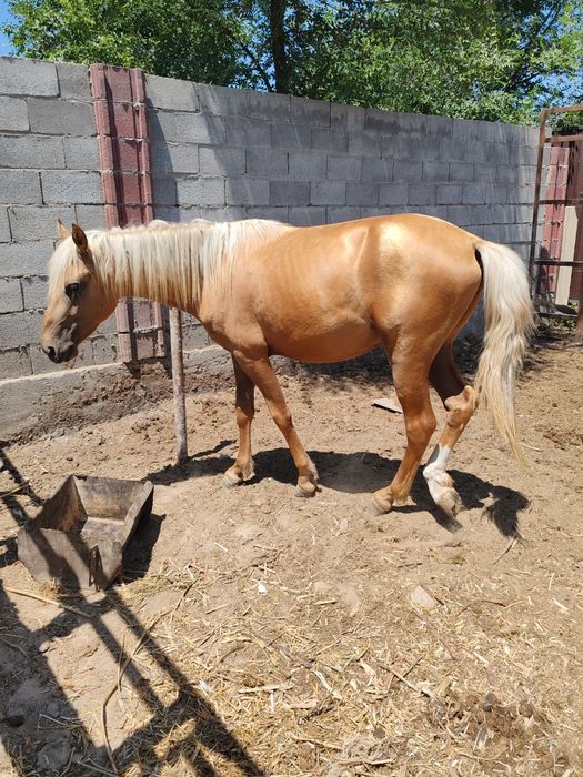 Продаётся лошадь