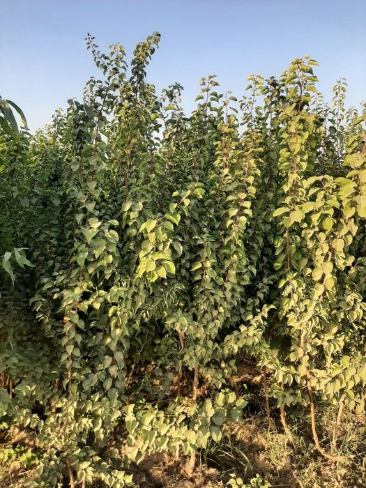 Дарахт кучатлари Сертификатланган, Карантиндан утган