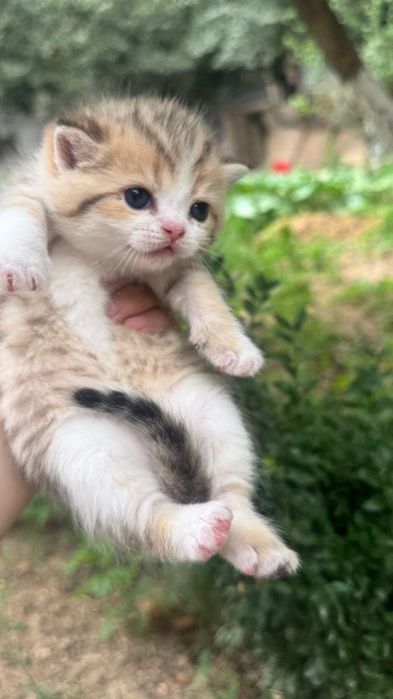 Продается сотилади