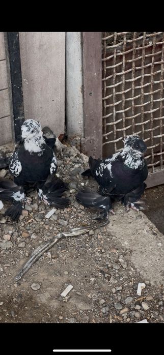 Пара молодых сочей