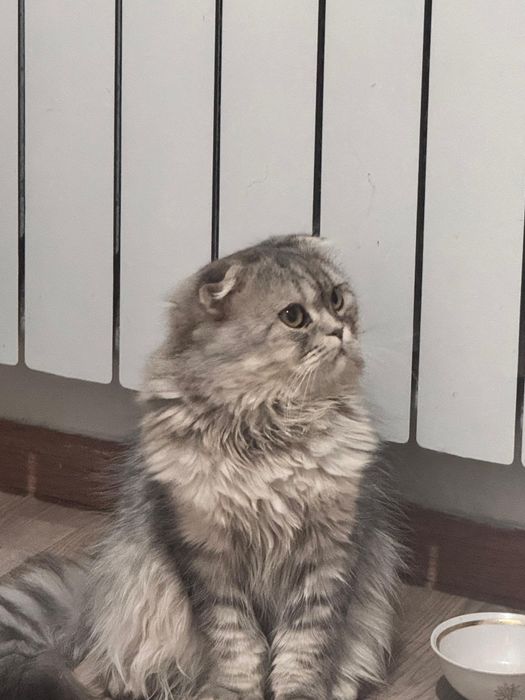 Продам за 10к описание