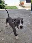 Amstaf Staffordshire Terrier