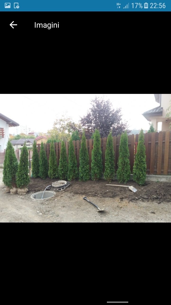 Va oferim o gama foarte mare de plante ornamentale prețuri accesibile