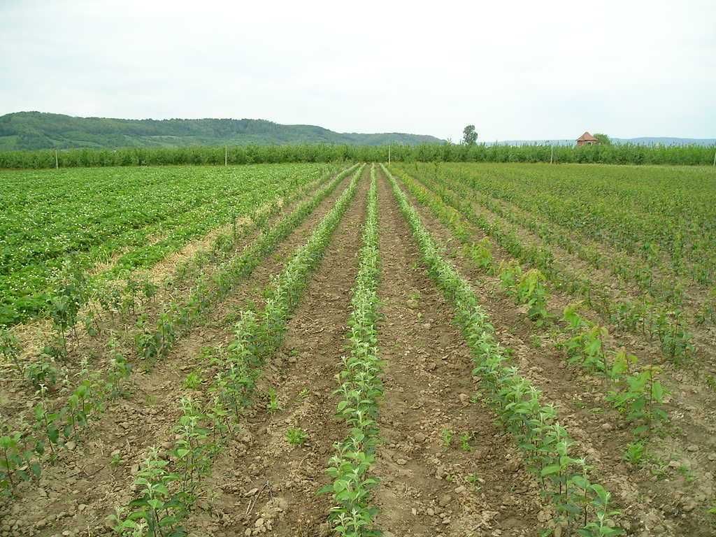 Producator autorizat vand pomi fructiferi si stoloni de capsuni