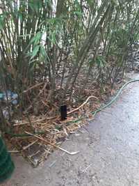 Bambusi puieti verzi crestere rapida
