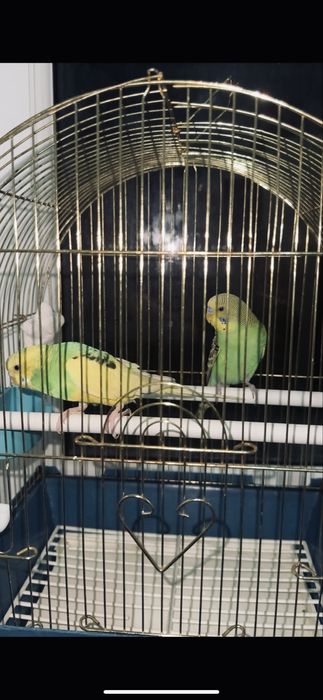 Продам двух волнистых попугаев с клеткой