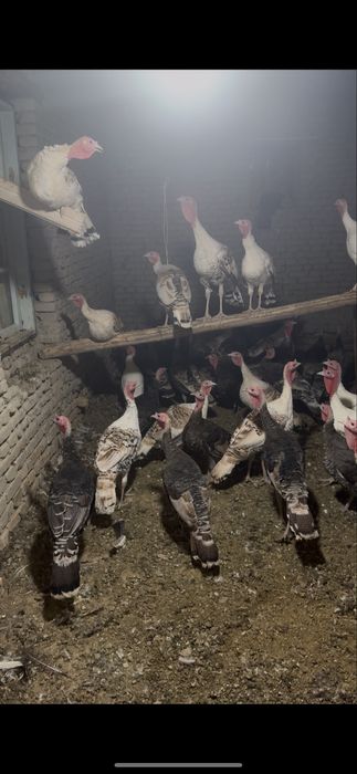 Куркалар сотилади тез ва арзон