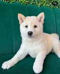 Shiba Inu Alb de vanzare cu carnet de sanatate