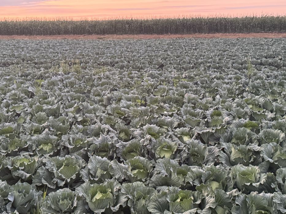 Varză pentru murat gunma .