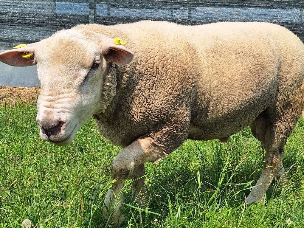 Oi texel de vanzare.