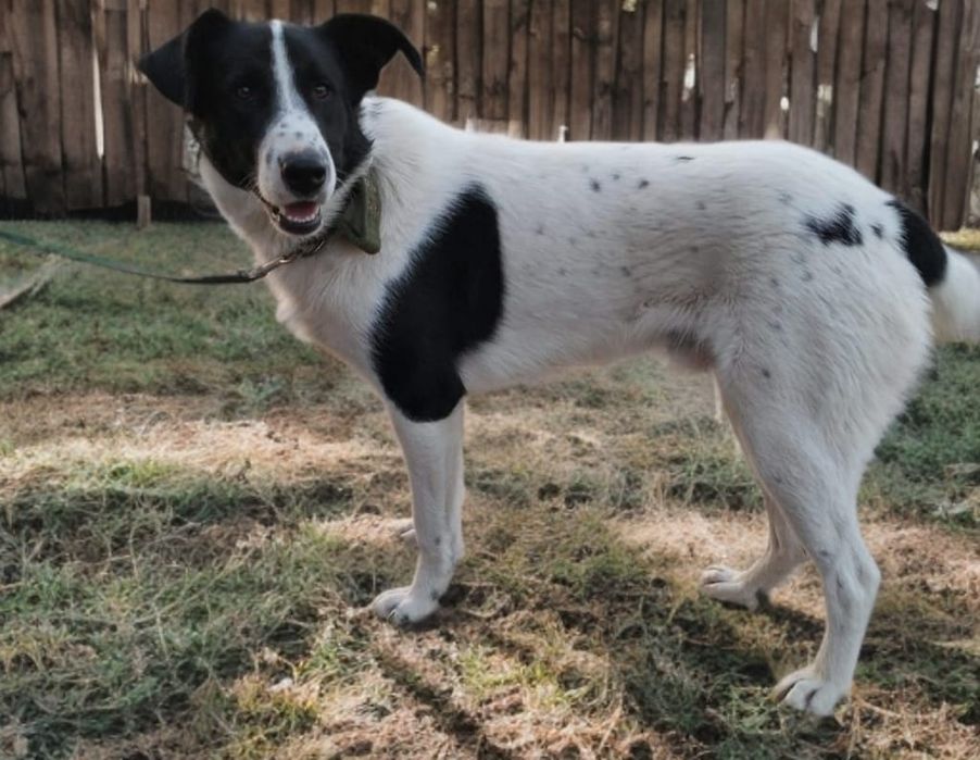 Собака помесь с алабаем ищет дом!