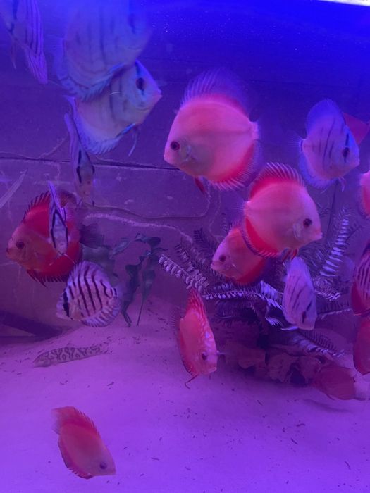 Cichlide Americane Discus