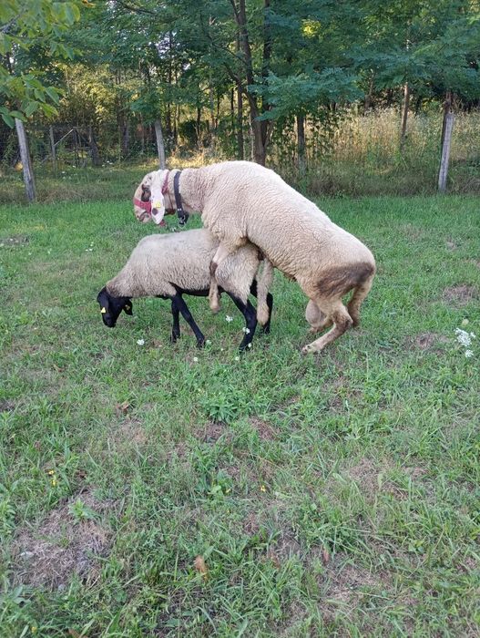 Vând berbec de montă rasa bergamasca