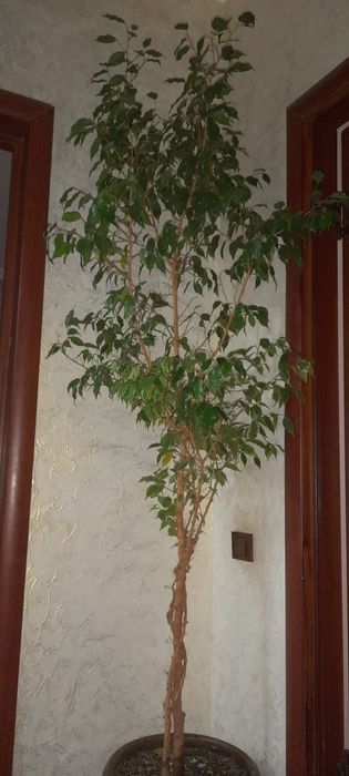 Фикус..Бенджамин..
