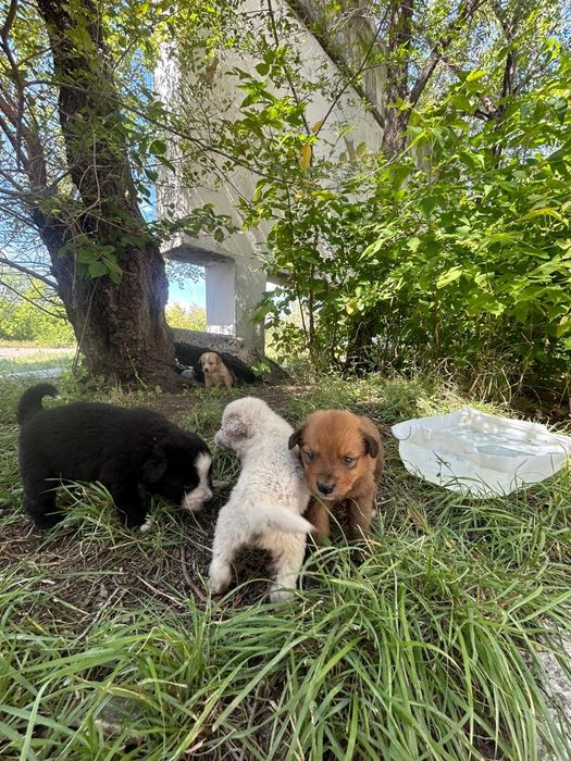 Щенята в добрые руки