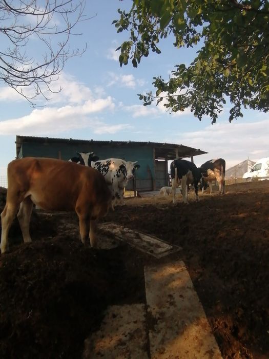 Vând viței mici si mari