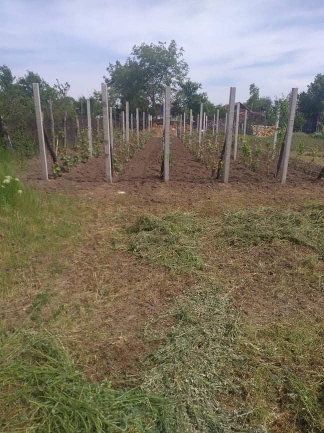 Vindem din stoc sau la comanda spalieri din beton pentru vie/ingradit