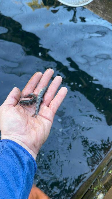 Pastrav fantanel si curcubeu puiet 10-20g