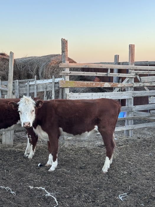 Ақ бас құнажындар сатылады. 10 бас ( племенной)