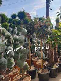 Plante ornamentale aclimatizate si rulou de gazon