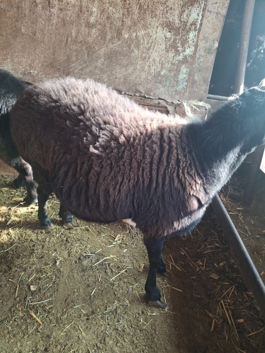 Qo'ylar 2 ta ( Bõgʻoz)