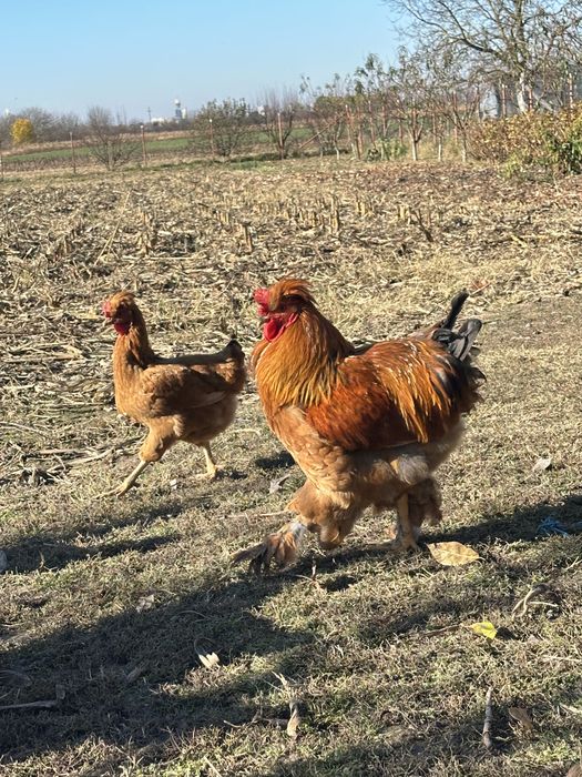 Cocosii cu mot si incaltati