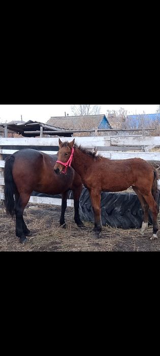 Кобыла с жеребёнком