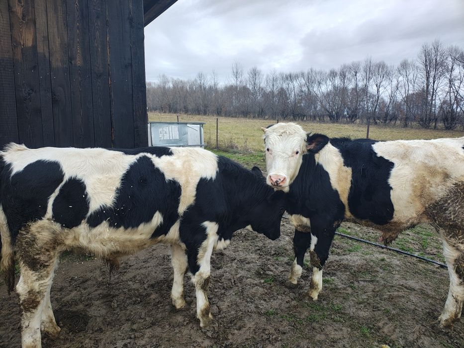 Vând viței cu greutatea de 350-450 kg