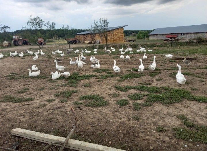 Vând 9 gâște tinere cam 5 kg crescute cu cereale