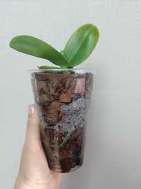 Детка орхидеи фаленопсис
